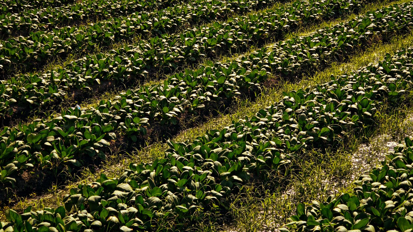 Cultivo orgánico agroecológico